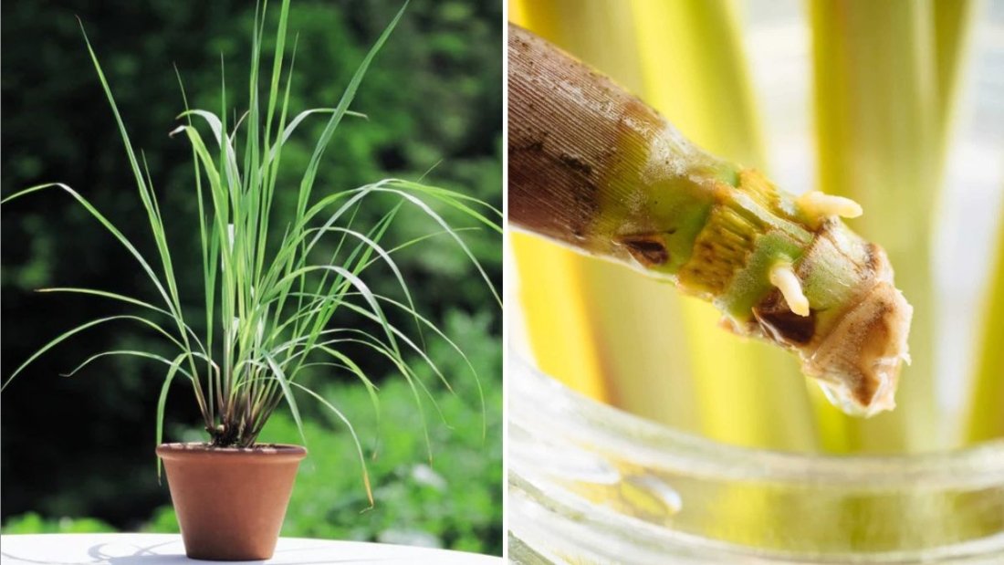 Lemongrass The Refreshing American Garden Herb for Flavor, Health, and Natural Wellness