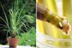 Lemongrass The Refreshing American Garden Herb for Flavor, Health, and Natural Wellness