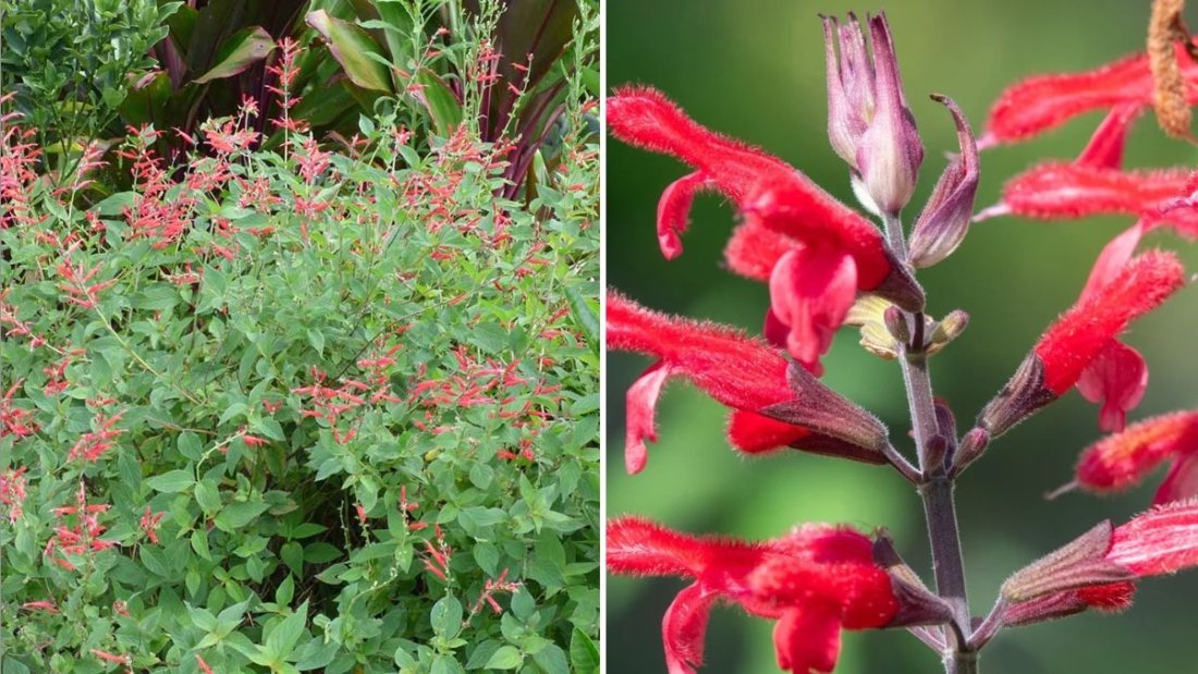 Pineapple Sage The Sweetly Fragrant American Garden Herb That Attracts Hummingbirds and Boosts Wellness
