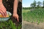 Sweetcorn Growing Guide How to Plant, Care For, and Harvest America’s Favorite Summer Crop