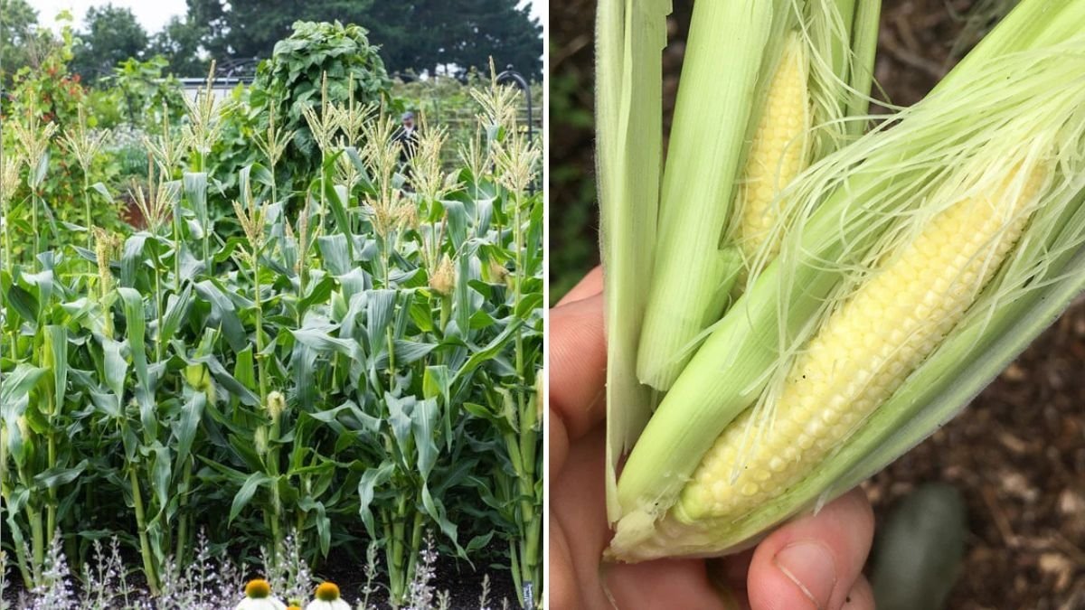 How to Grow and Harvest Baby Corn A Complete Guide for Home Gardeners in America