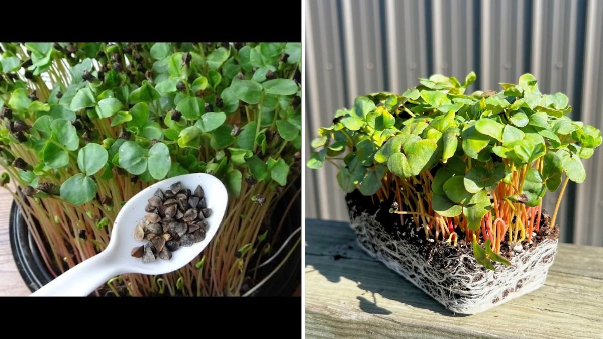 Buckwheat Microgreens The American Superfood Revolution for Wellness, Energy, and Flavor