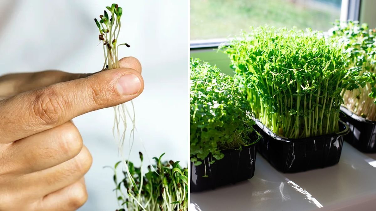 Kale Microgreens America’s Tiny Green Superfood for Big Nutrition and Everyday Wellness
