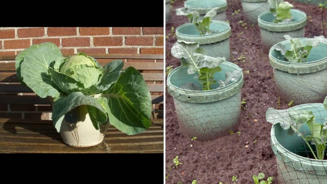 Cabbage Microgreens The Tiny Greens Packed with Big Nutrition and Fresh Flavor