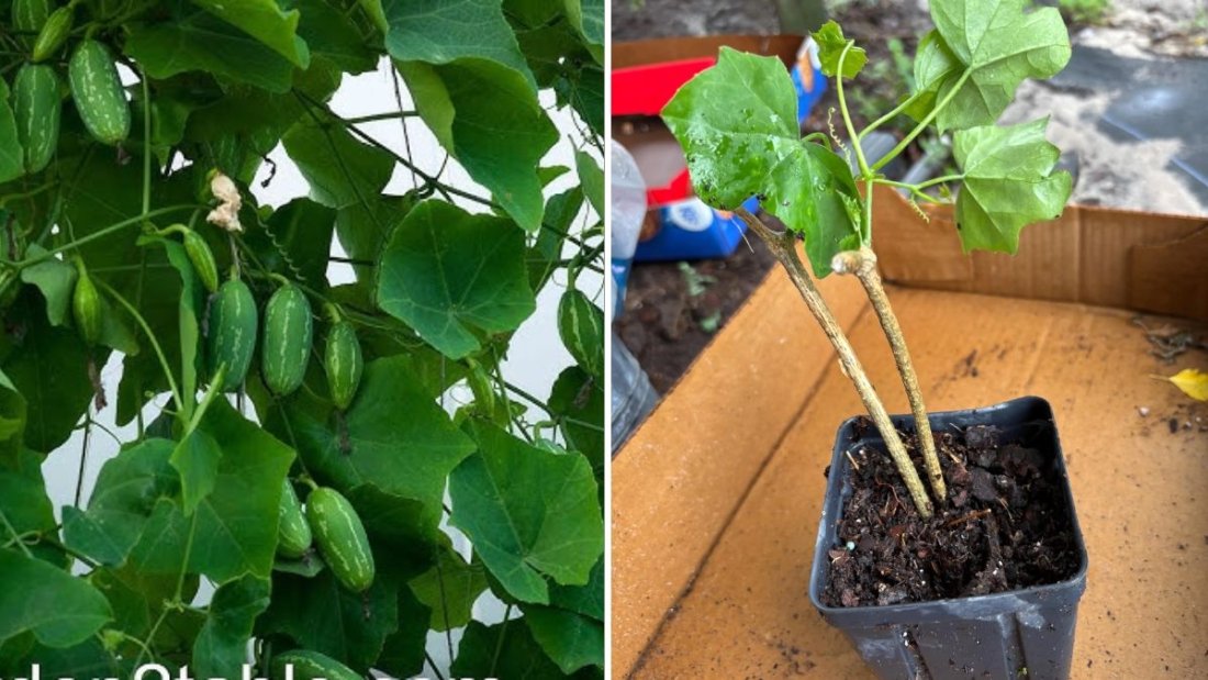 Tindora (Ivy Gourd) The Hidden Superfood Americans Should Add to Their Healthy Diet