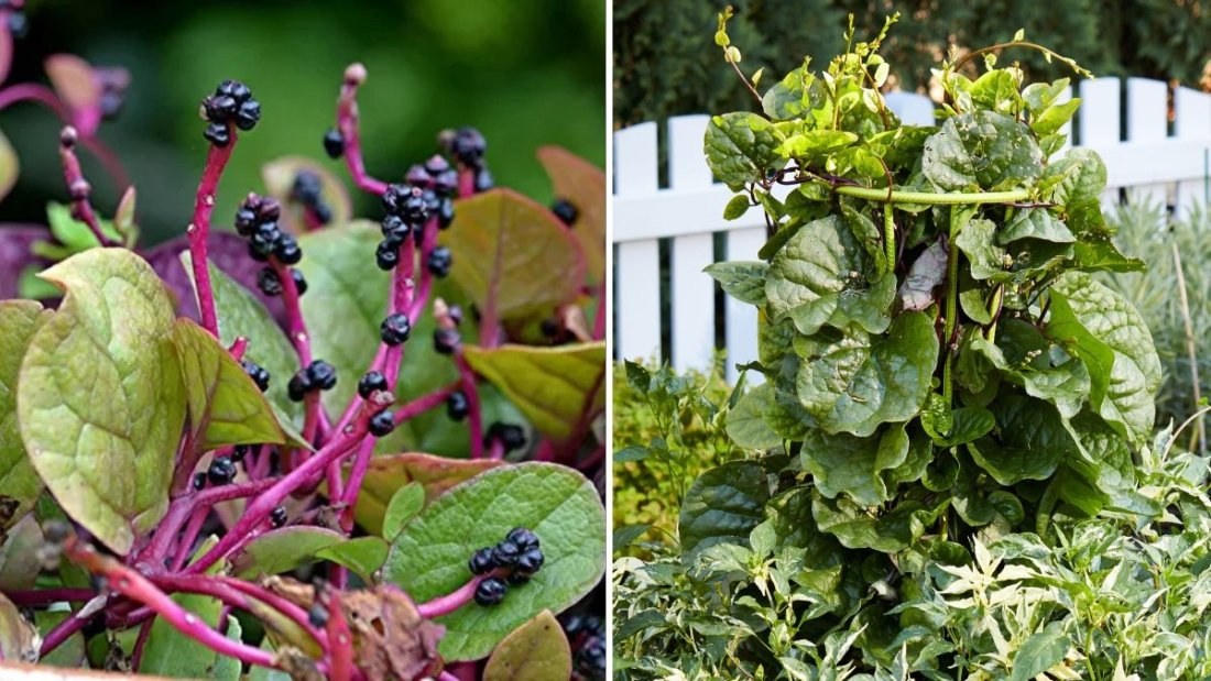 Malabar Spinach The Tropical Green America’s Healthy Kitchens Can’t Get Enough Of