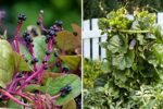 Malabar Spinach The Tropical Green America’s Healthy Kitchens Can’t Get Enough Of