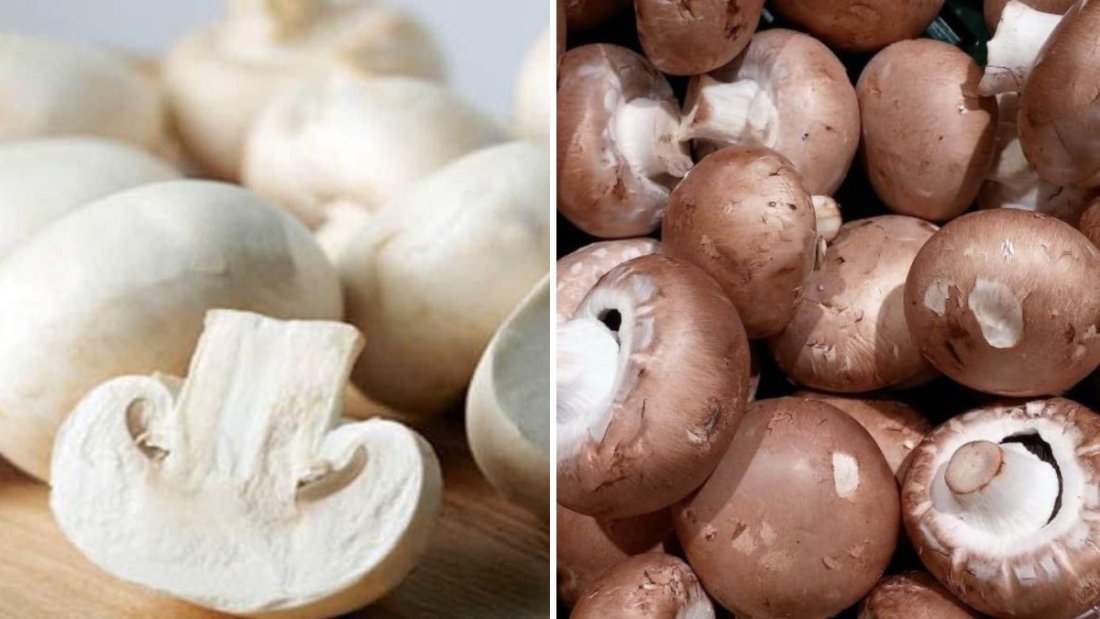 Button Mushrooms The Nutritious, Flavor-Packed Superfood Transforming American Meals