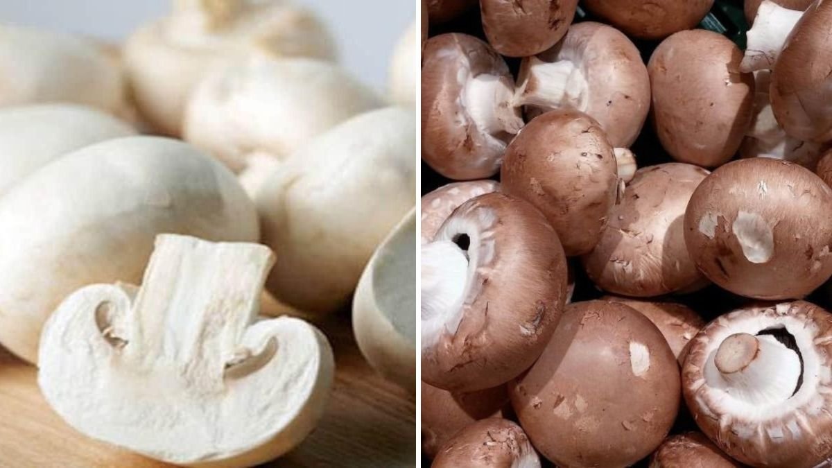 Button Mushrooms The Nutritious, Flavor-Packed Superfood Transforming American Meals
