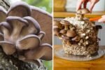 Cremini Mushrooms The Flavor-Rich Superfood Elevating Everyday American Cooking