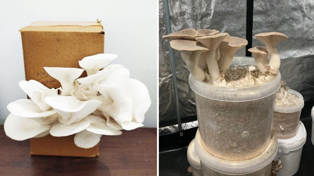 Oyster Mushrooms America’s Favorite Gourmet Fungi for Healthy, Flavor-Packed Meals