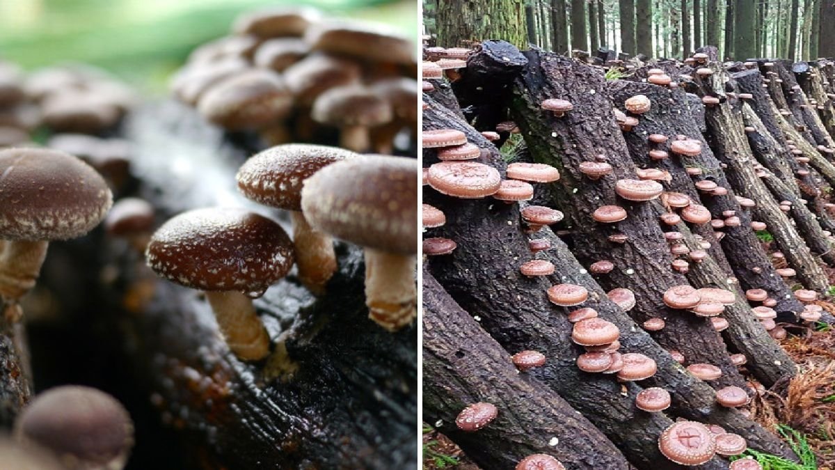 Shiitake Mushrooms The Savory Superfood Transforming American Kitchens and Healthy Living