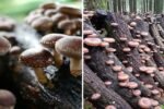 Shiitake Mushrooms The Savory Superfood Transforming American Kitchens and Healthy Living