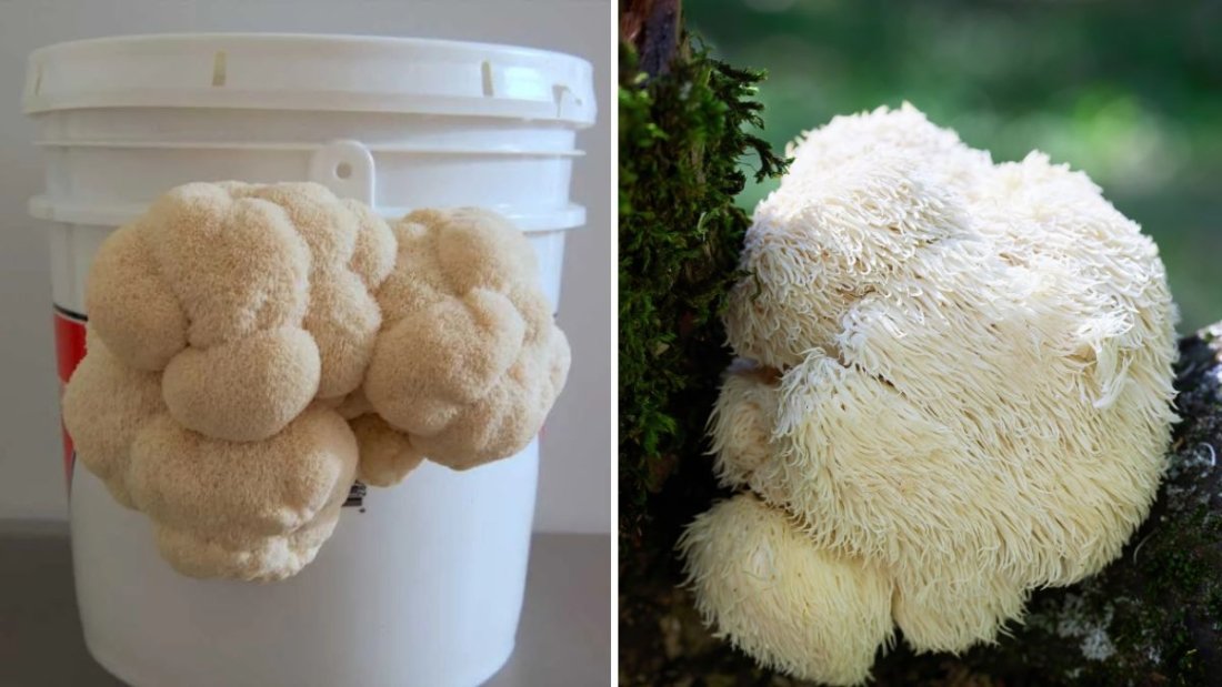 Lion’s Mane Mushroom: The Brain-Boosting Superfood Taking Over American Wellness and Cuisine