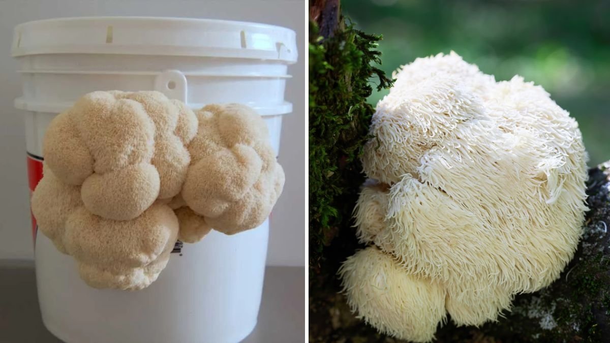 Lion’s Mane Mushroom: The Brain-Boosting Superfood Taking Over American Wellness and Cuisine