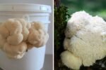 Lion’s Mane Mushroom: The Brain-Boosting Superfood Taking Over American Wellness and Cuisine