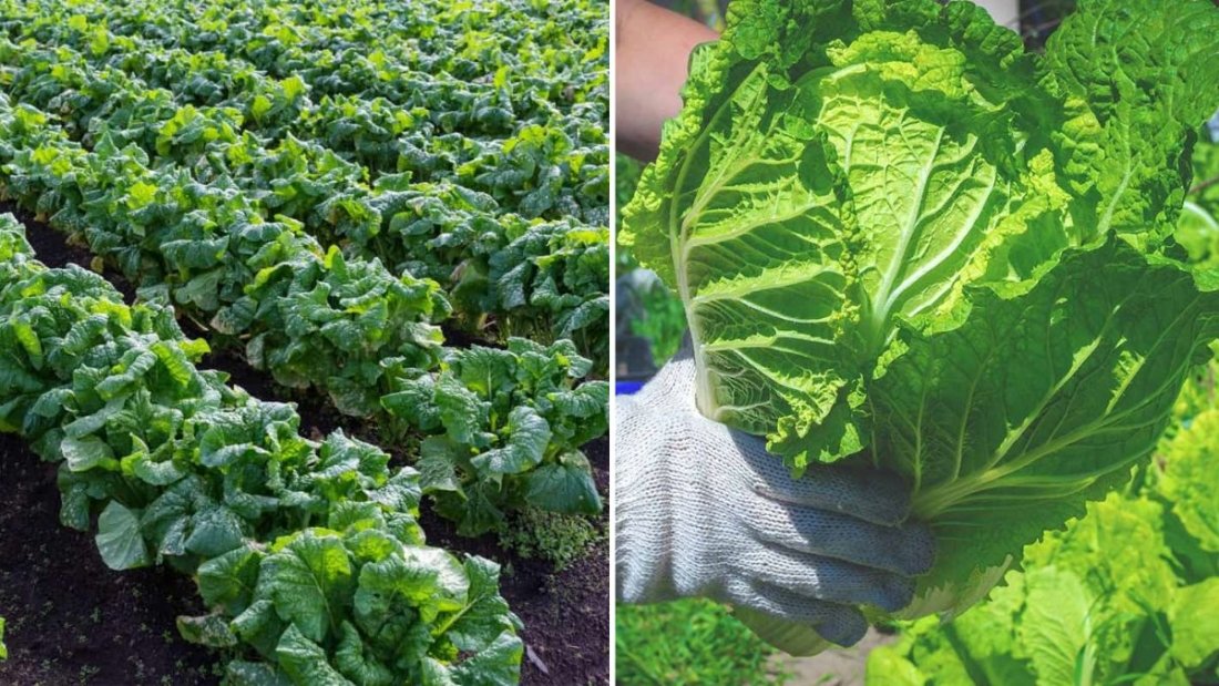 Napa Cabbage The Crunchy Asian Superfood Taking Over American Kitchens