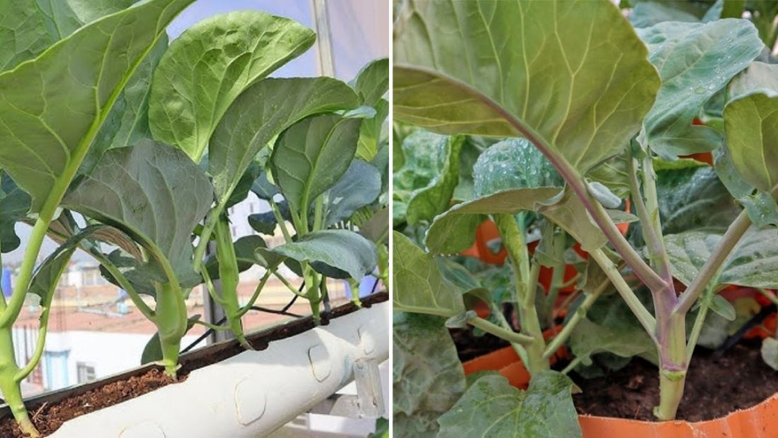 Chinese Kale The Underrated Supergreen Winning Hearts in American Kitchens