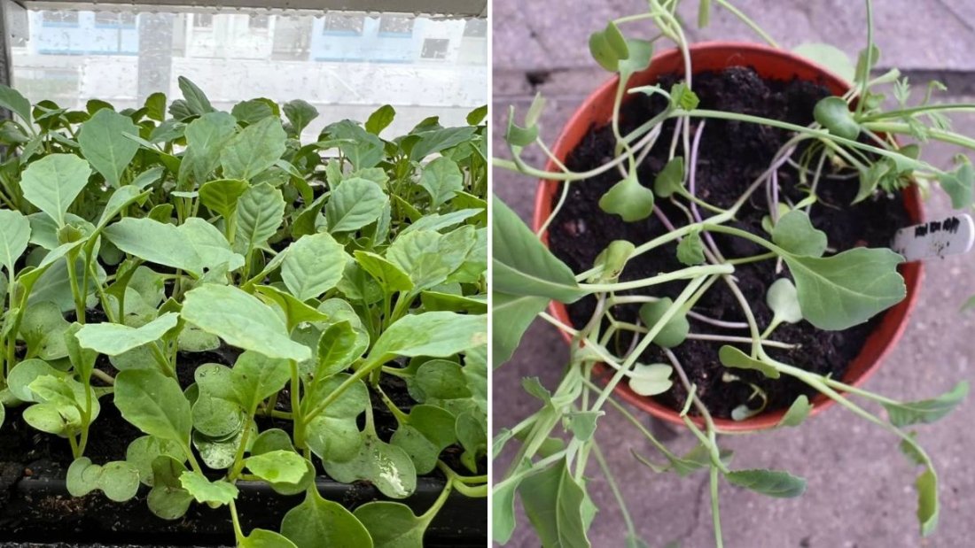 Discover Kai Lan The Chinese Super Green Packed with Nutrition and Flavor