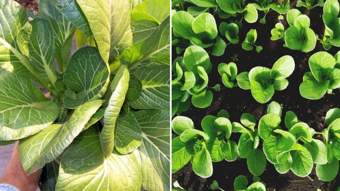 Komatsuna The Japanese Spinach Super Green Taking American Kitchens by Storm