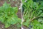Turnip Greens The Southern Superfood America Should Be Eating More Of