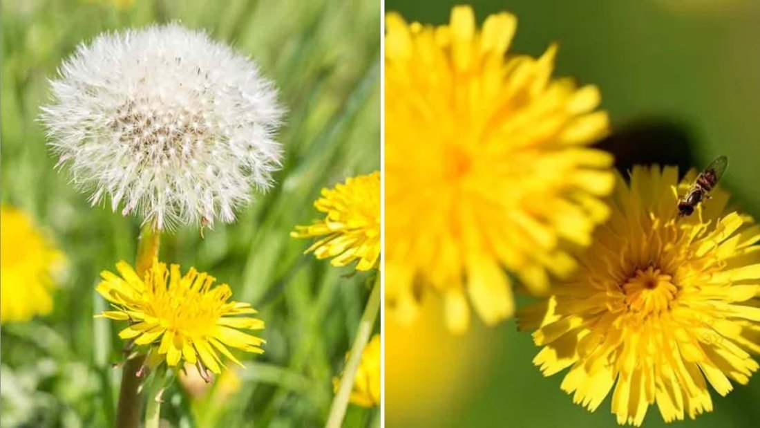 Should You Pull Dandelions or Leave Them? Here’s What Experts Say