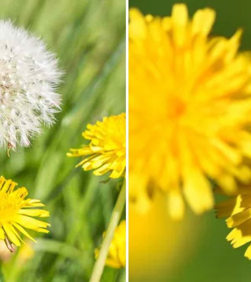 Should You Pull Dandelions or Leave Them? Here’s What Experts Say
