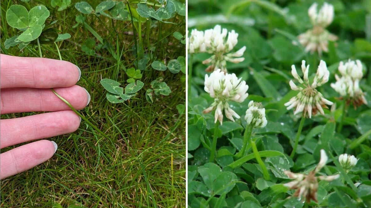 How to Stop Clover From Taking Over Your Lawn