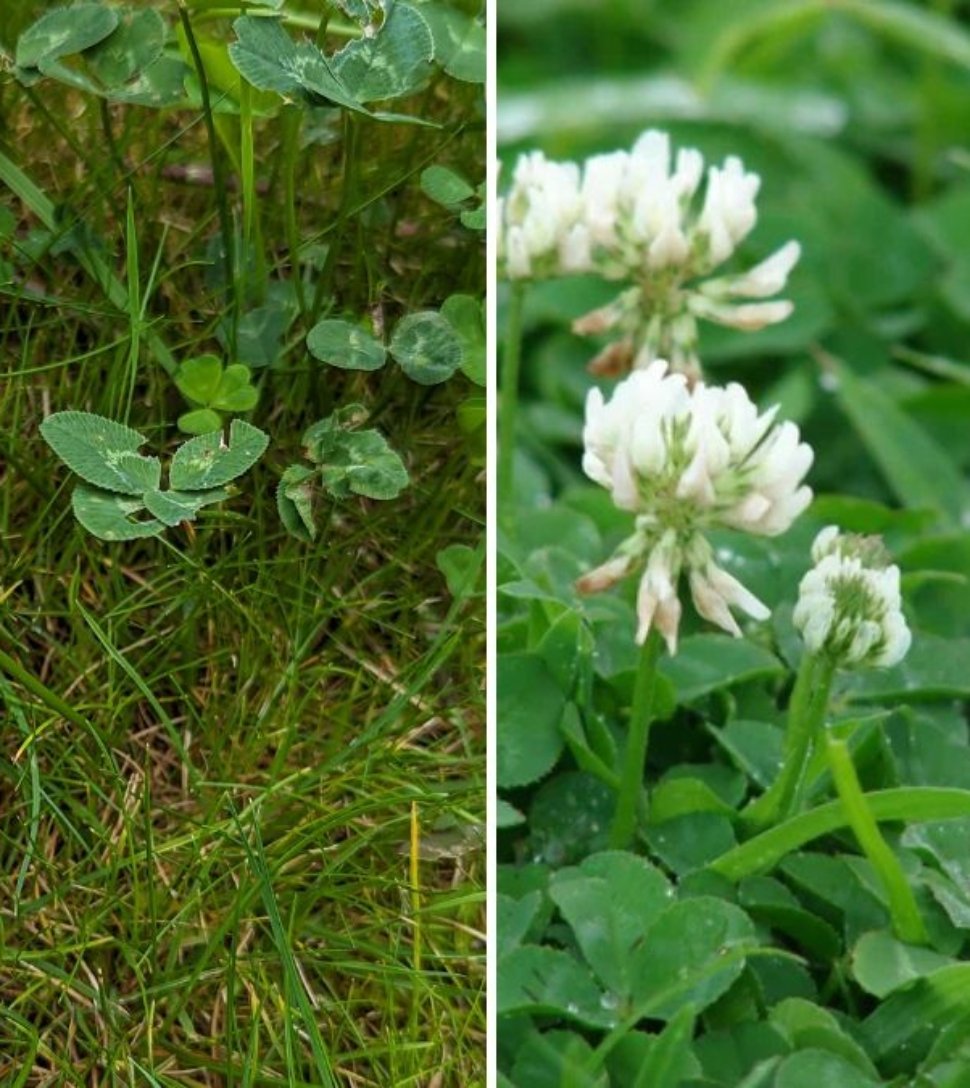 How to Stop Clover From Taking Over Your Lawn