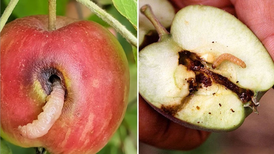 6 Pests That Destroy Fruit Trees — and How to Stop Them