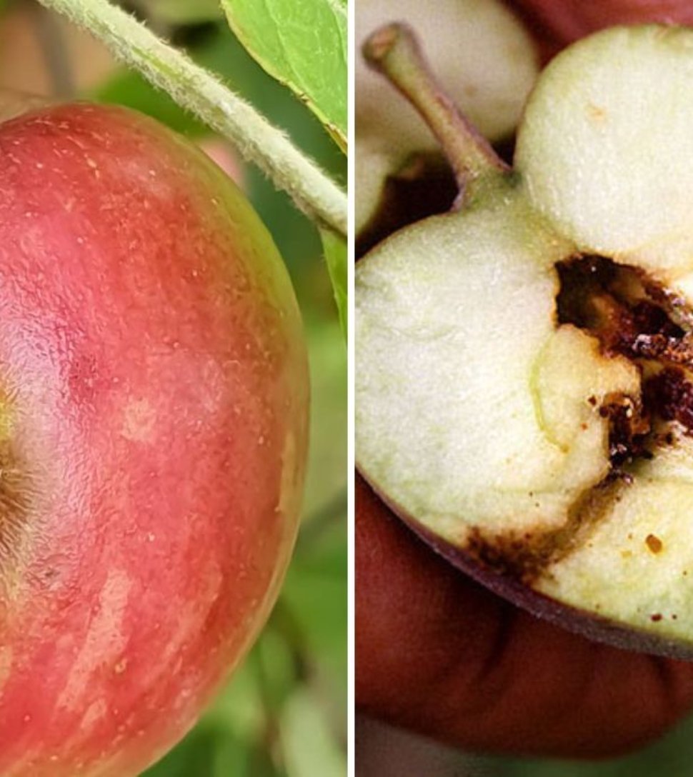 6 Pests That Destroy Fruit Trees — and How to Stop Them