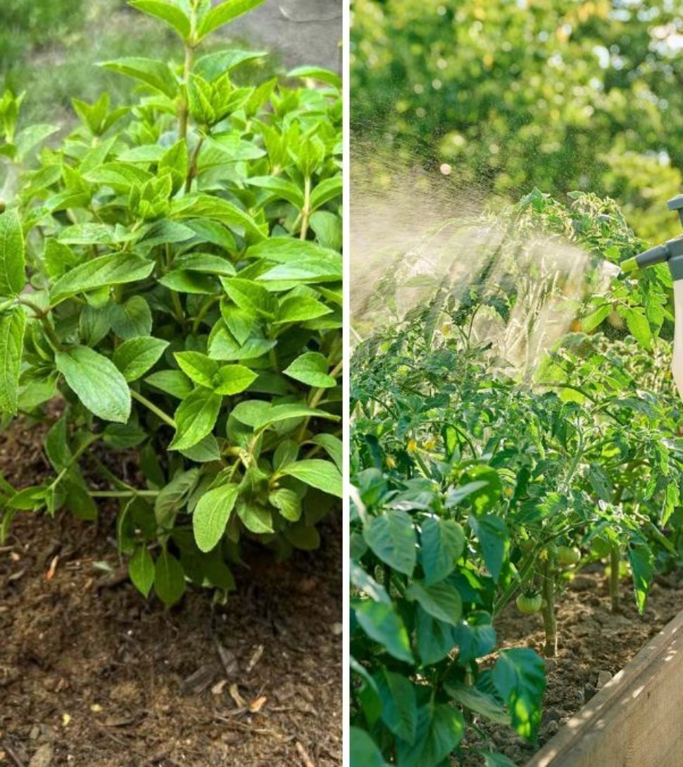 How to Use Garlic Spray to Keep Bugs Out of Your Garden