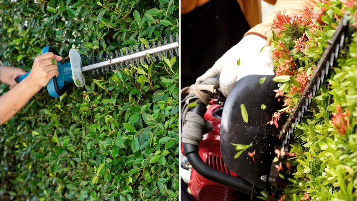 How Often Should You Sharpen Hedge Trimmers? Experts Explain