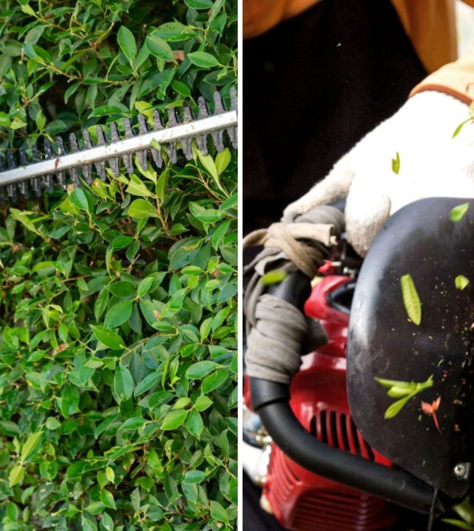 How Often Should You Sharpen Hedge Trimmers? Experts Explain