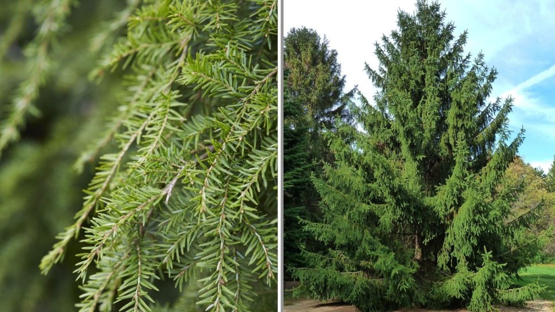 12 Trees That Stay Green All Year Long