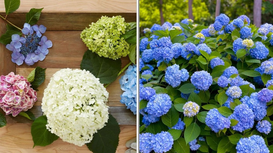 How to Prune Hydrangeas Without Hurting Next Year’s Blooms