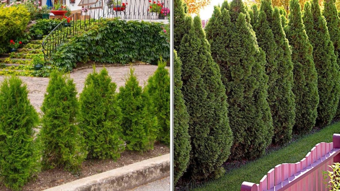 7 Shrubs That Provide Year-Round Privacy
