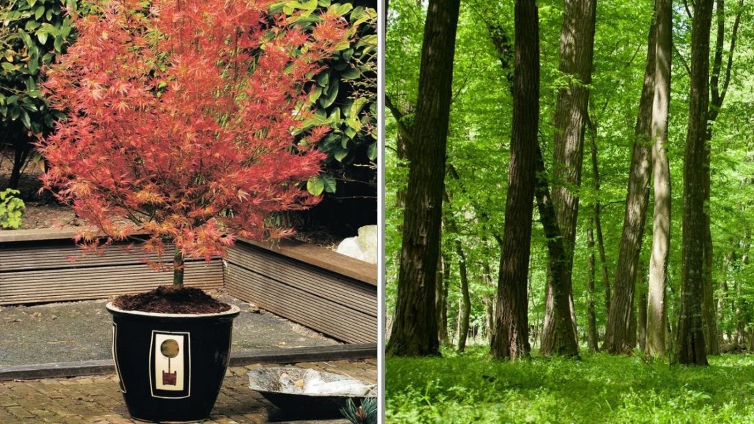 The Best Time to Plant Evergreens for Maximum Growth