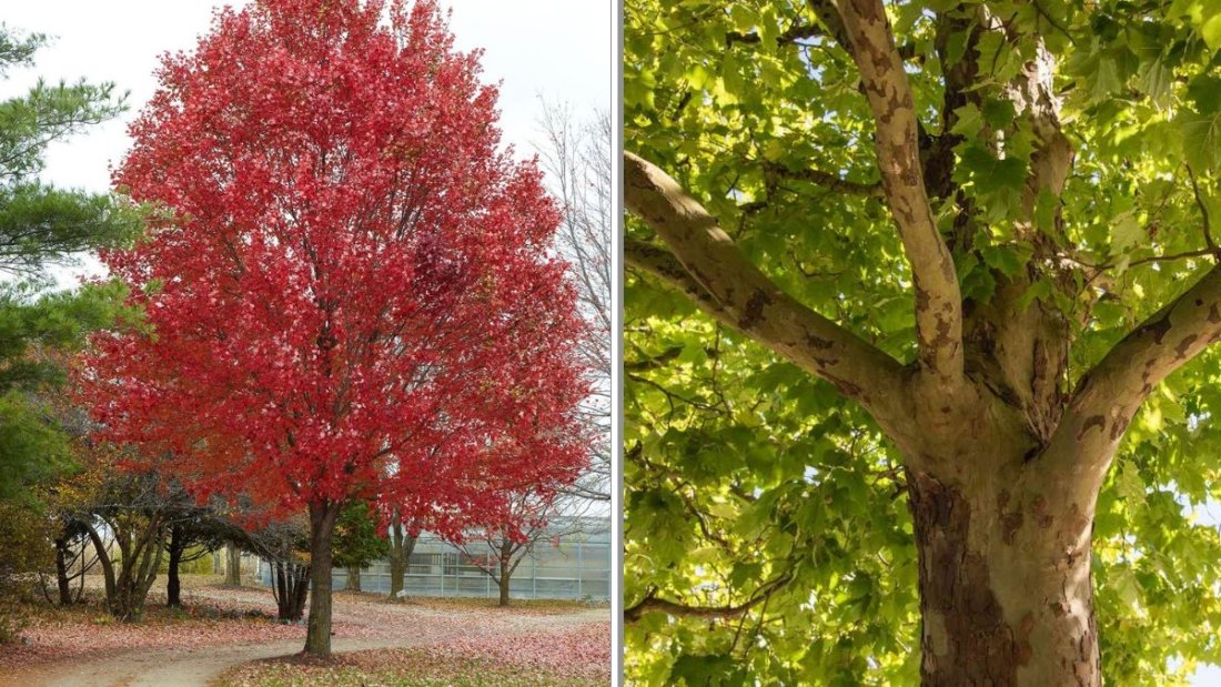 6 Fast-Growing Trees That Provide Shade Within 5 Years