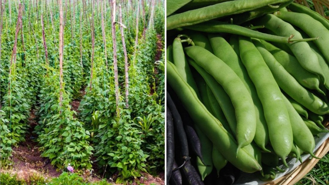 Beans America’s New Plant-Powerhouse You Should Be Eating