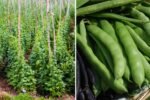 Beans America’s New Plant-Powerhouse You Should Be Eating