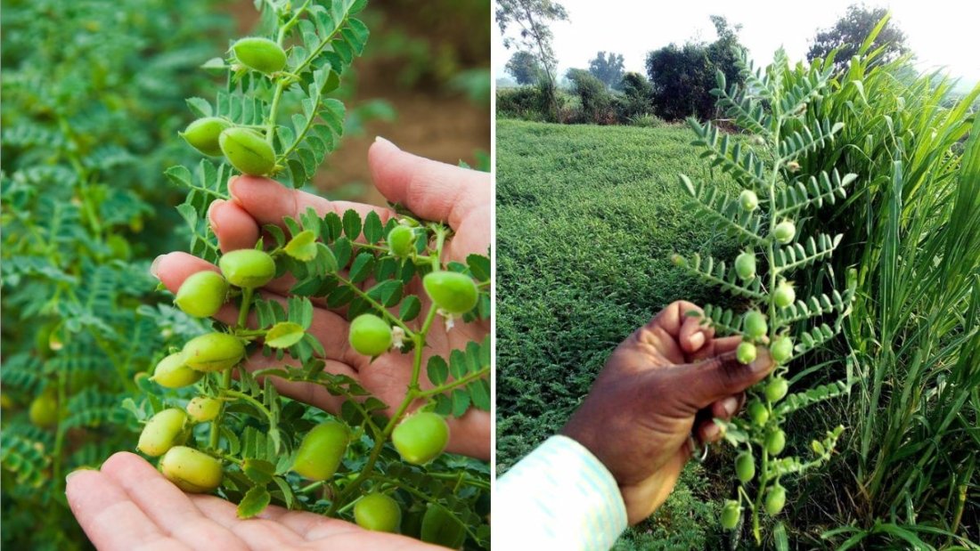 Chickpeas America’s Favorite Plant Protein Powerhouse Taking Over Healthy Eating