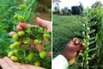 Chickpeas America’s Favorite Plant Protein Powerhouse Taking Over Healthy Eating