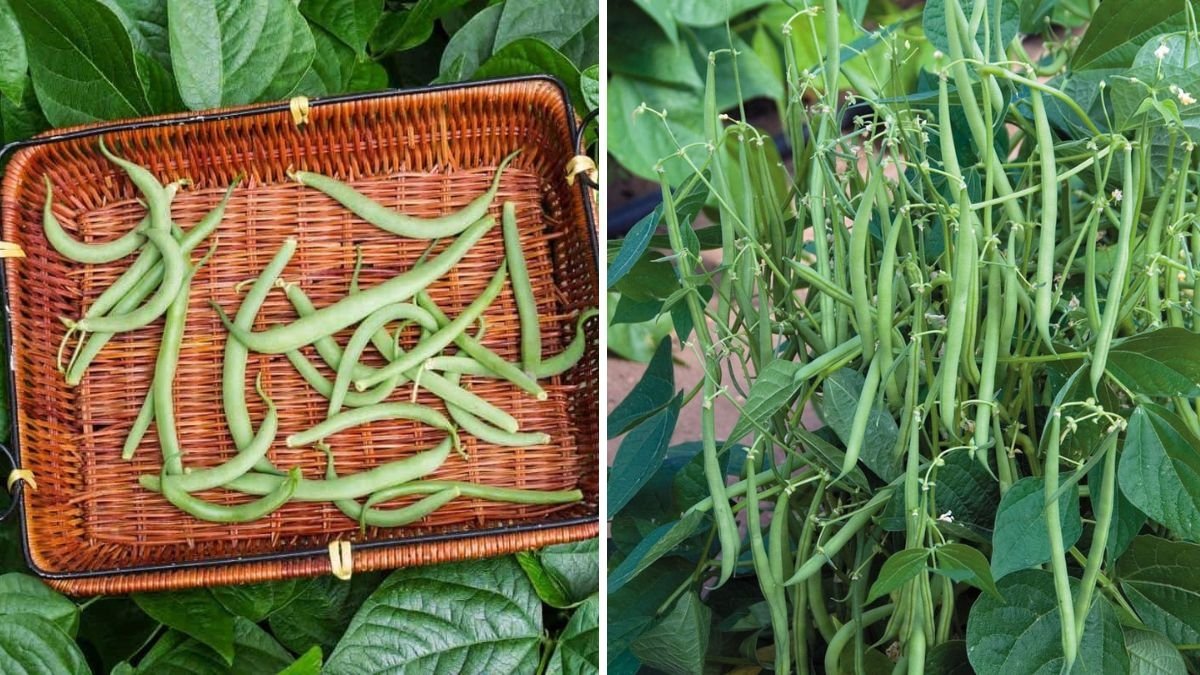 How to Grow Yardlong Beans in the USA A Complete Guide to Planting, Caring, and Harvesting This Asian Super Crop