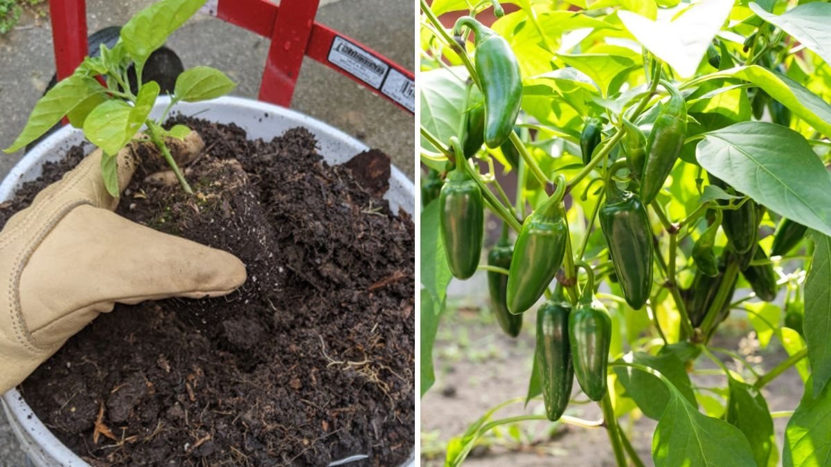 How to Grow Jalapeño Peppers in the USA The Ultimate 10-Step Guide for Spicy, Flavor-Packed Harvests