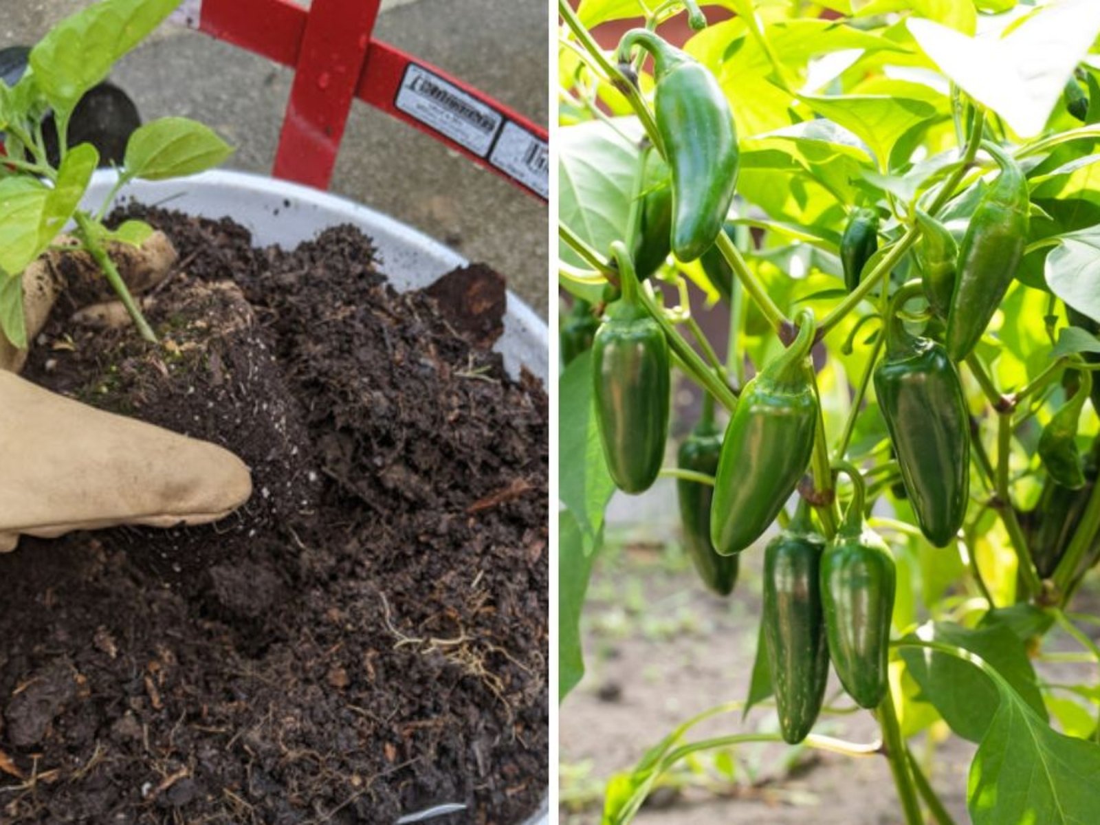 How to Grow Jalapeño Peppers in the USA The Ultimate 10-Step Guide for Spicy, Flavor-Packed Harvests