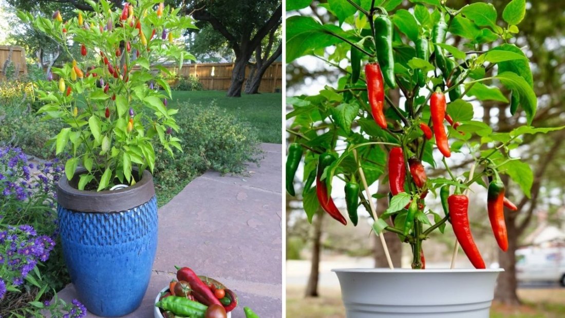 Cayenne Pepper The Fiery Spice Powerhouse for Health, Flavor, and Natural Energy