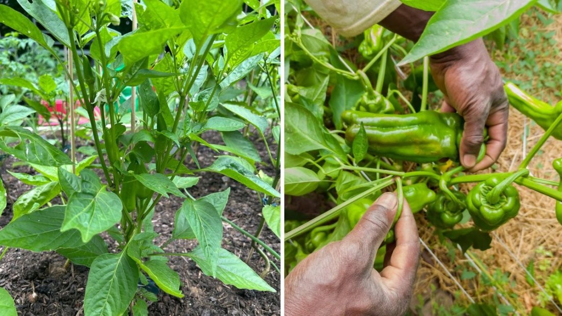 Cubanelle Peppers The Sweet, Mild Chili Every American Home Cook Should Know About