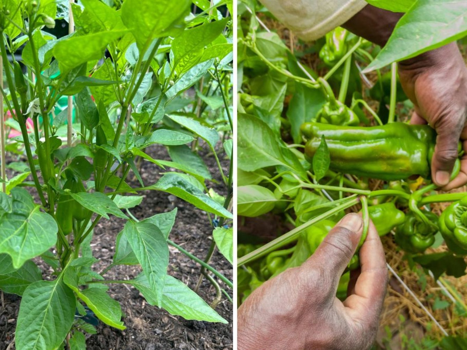 Cubanelle Peppers The Sweet, Mild Chili Every American Home Cook Should Know About