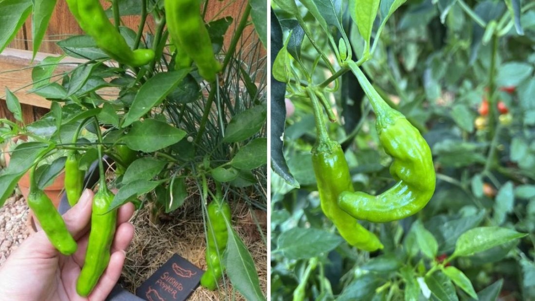 Shishito Peppers The Mildly Spicy Japanese Snack Taking Over American Kitchens